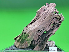 Large Corbo Root CBL2