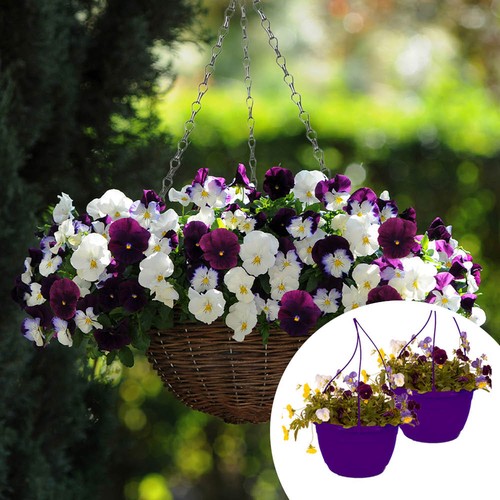 Pansy cool wave berries - wave, &