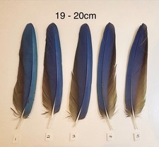 Parrot Macaw Feather Crafts
