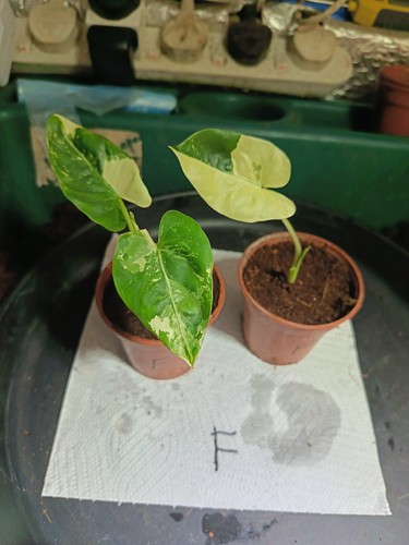Alocasia macrorrhiza - alocasia,