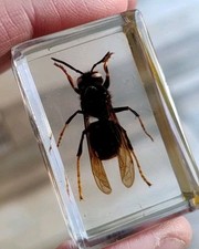 Real HORNET Bug Insect Preserved in Resin BEE Wasp Animal Taxidermy