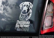 Chesapeake Bay Retriever - Car