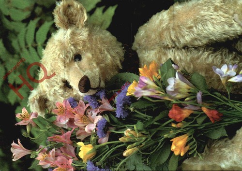 Picture postcard teddy - picture,