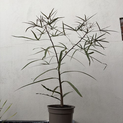 Queensland bottle tree