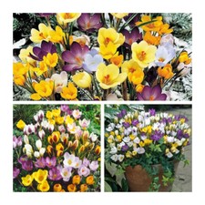 Mixed Species Crocus Flower Bulbs. Bright Early Spring Flowers. Easy To Grow 