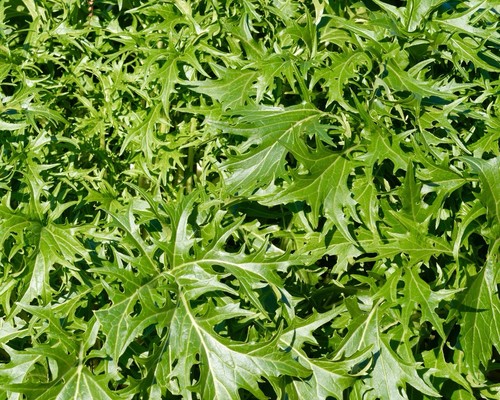 Mizuna oriental 500x seeds - oriental,
