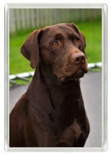 Labrador retriever dog - dog, fridge
