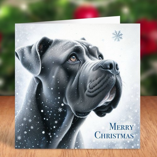 Cane corso dog - christmas, card