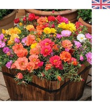 100 Hardy Moss Rose Seeds -