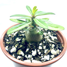 Adenium arabicum "Elephant's Foot" | Adenium obesum "Desert Rose" + variations