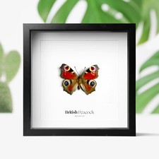 British Peacock Butterfly Moth