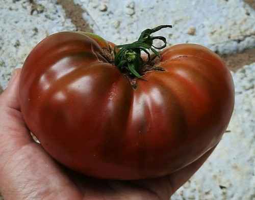 Cherokee purple tomato - 15,