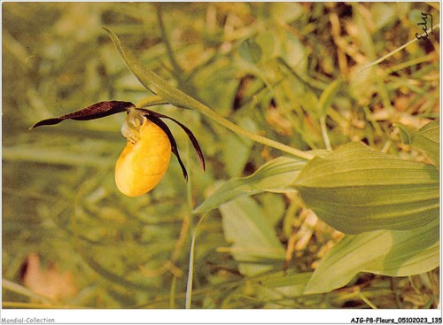 Ajgp8 0776 flower - flower,