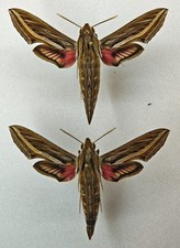 Sphingidae Hippotion celerio