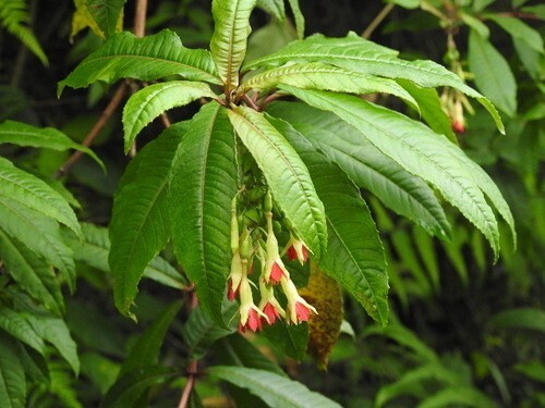 Fuchsia sessilifolia 5 - sessilifolia,