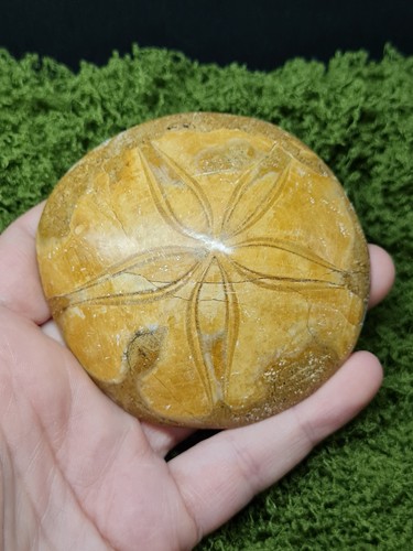 Madagascar sea urchin fossil - madagascar,