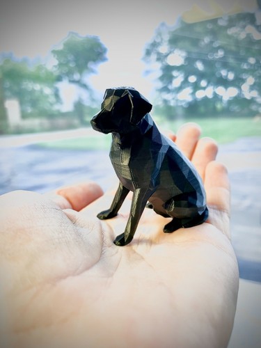Labrador retriever dog - labrador,