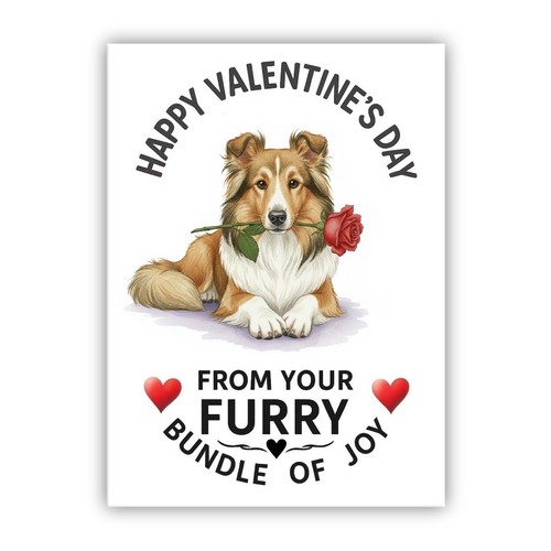 Shetland sheepdog dog - shetland,