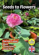SACRED LOTUS NELUMBO NUCIFERA