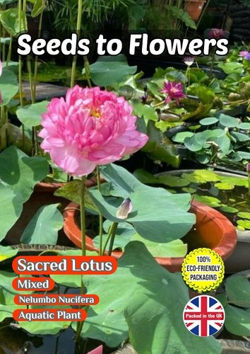 Sacred lotus nelumbo nucifera - sacred,