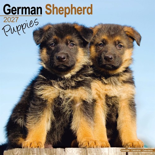 German shepherd puppies - shepherd,