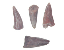 Triassic Bull Canyon dinosaur