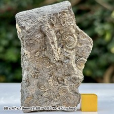 Multi Promicroceras Golden Pyrite Ammonite Cluster Fossils Stonebarrow Cliff