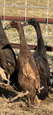 7 Fertile Black/Chocolate