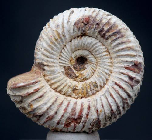 Ammonite fossil specimen whole - ammonite,