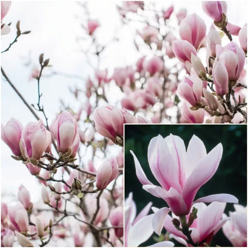 Magnolia tree plant - plant, pink