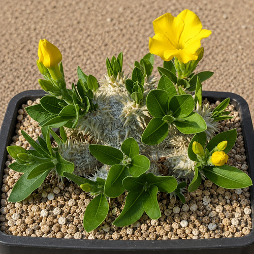 Home grown pachypodium - home-grown,