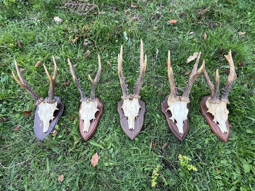 Nice roe deer buck - 5x, deer/buck