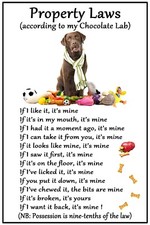 Labrador Chocolate Dog Lovers Gift  Flexible Magnet Dog Property Laws