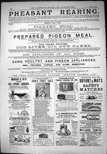 Old print 1884 pheasant - old,