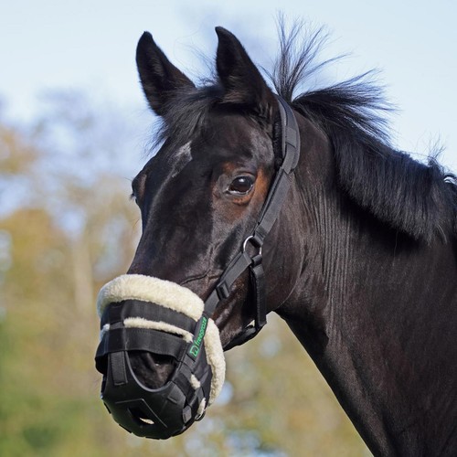 Horse grazing muzzle fieldsafe - horse,