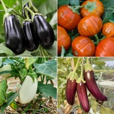 Aubergine Seeds - Huge