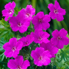 Geranium 'Tiny Monster'  9cm
