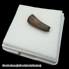 RARE Crocodile Teeth Fossil