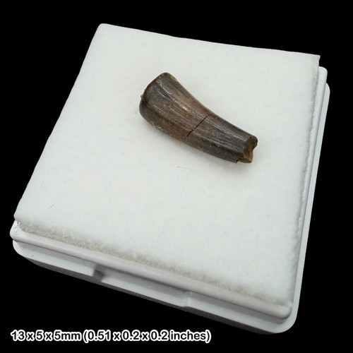 Rare crocodile teeth - crocodile, fossil