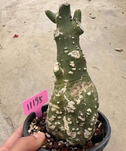 Adenia globosa wysiwyg own - ,