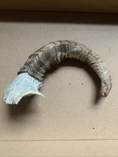 Sheep Horn Taxidermy Art Craft Halloween