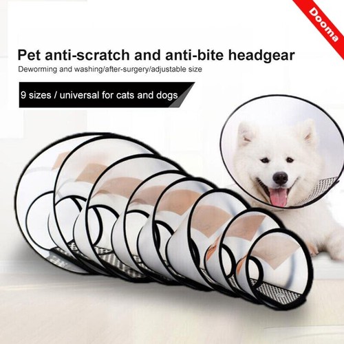 Pet dog cat - pet,