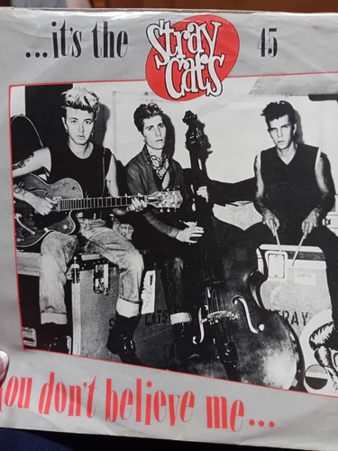 Stray cats you don - stray, don't