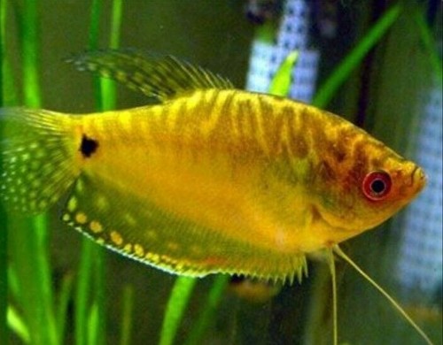 Gold gourami head to tail - to,
