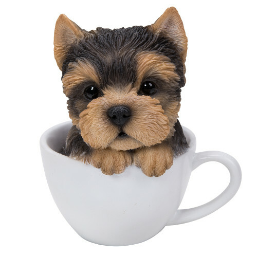 Yorkie yorkshire terrier - yorkshire,