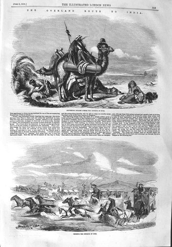 Old antique print 1858 camel - old,