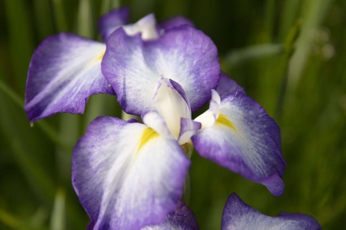Iris ensata gracieuse - iris,
