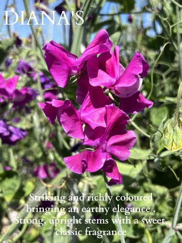 Dianas sweet pea flower - sweet, 40