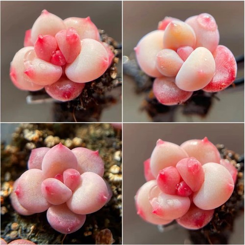 10x pachyphytum hybrid - pachyphytum, seeds