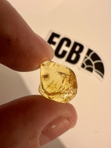 Baltic amber with - amber, mosquito